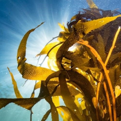 Освободете тялото си от натрупалите се токсини с ободряващи водорасли Marine Освободете тялото си от натрупалите се токсини с ободряващи водорасли Marine